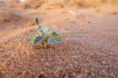 Wadi Rum woestijnplantje 2