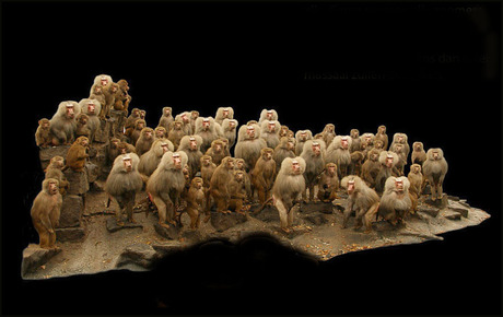 ook in de dierentuin..................