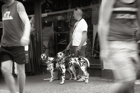 Straatfoto - Serie met honden 3