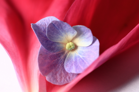 Bloemetje op rozenblaadjes 