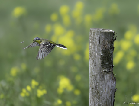 gele kwikstaart vangt vlieg