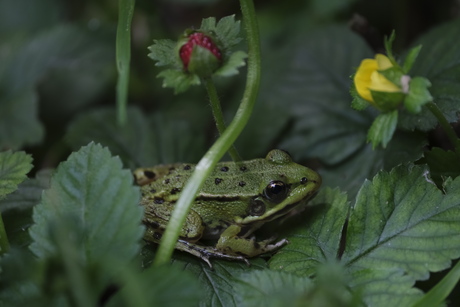 Kikker en aardbei