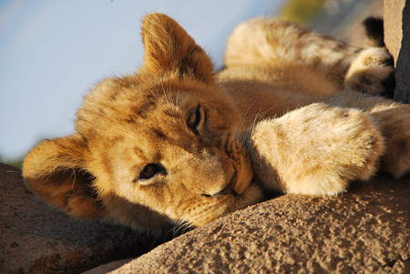 Leeuwenwelp op rots - - - foto door elisevandergeer op 25-08-2014 - deze foto bevat: dieren, safari, leeuw, afrika, wildlife, welp, 50mm