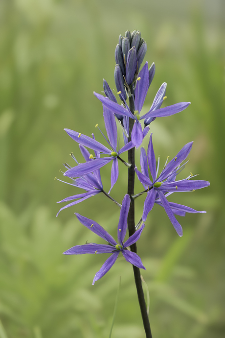Indianen bloem