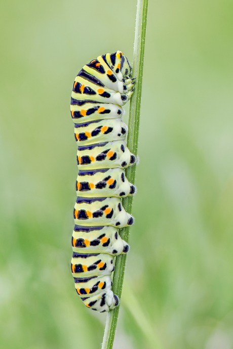 Rups Koninginnenpage