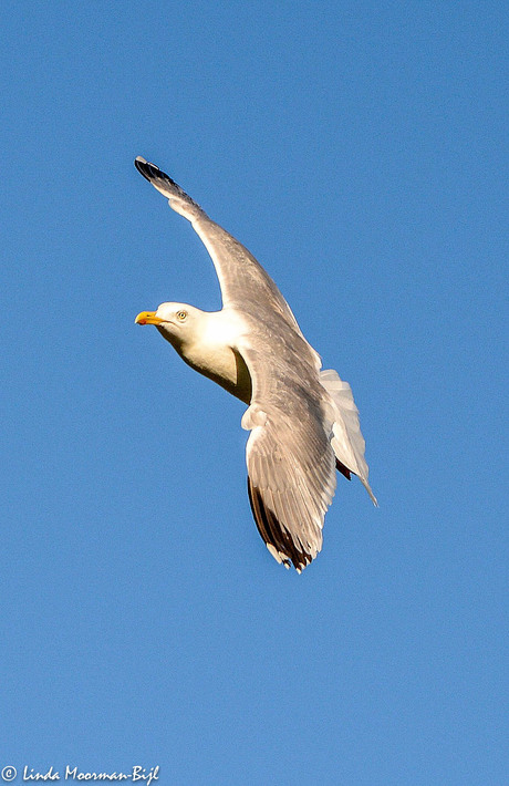 In Vogelvlucht