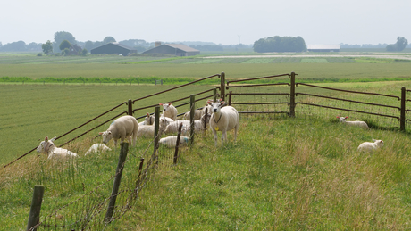 Schapen in het veld