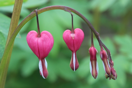 Dicentra spectabilis (gebroken hartje)