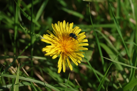 Paardebloem