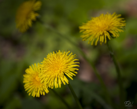 “Kleine wonderen in de natuur van Arnhem.