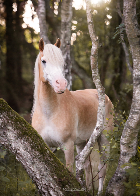 Paard nixon in Zweden