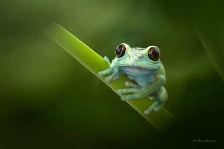ruby-eyed tree frog - Leptopelis ulugurensis,  ruby-eyed tree frog. Kikkertje komt oorspronkelijk uit Tanzania. - foto door mariskab op 12-06-2017 - deze foto bevat: groen, macro, blauw, kikker, natuur