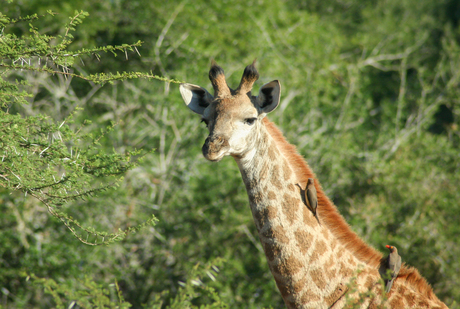 Giraffe met ossenpikkers (vogels) in Zuid Afrika