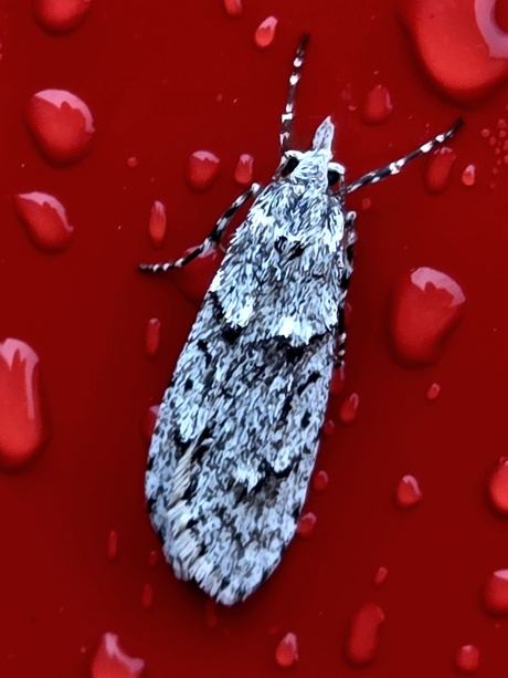 Voorjaarskortvleugelmot