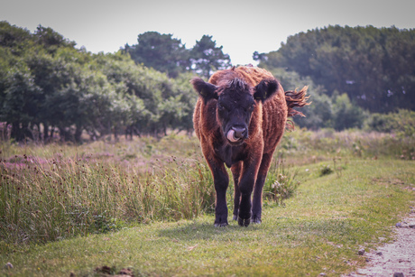 Koe op Texel