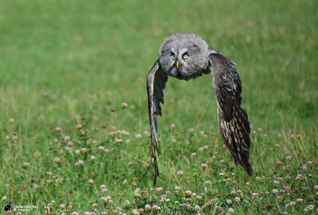 Laplanduil op weg naar zijn beloning