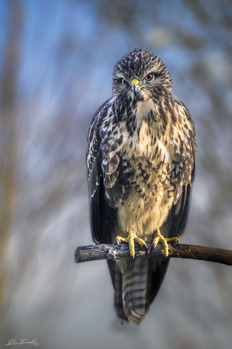 De Buizerd