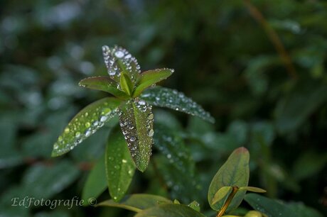 Just Raindrops