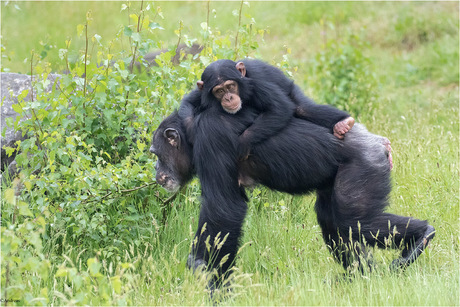 baby chimpansee op moeders rug