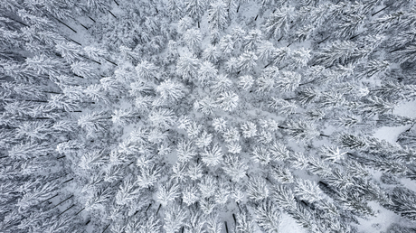 Winter Wonder Land