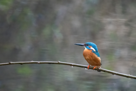 Ijsvogel