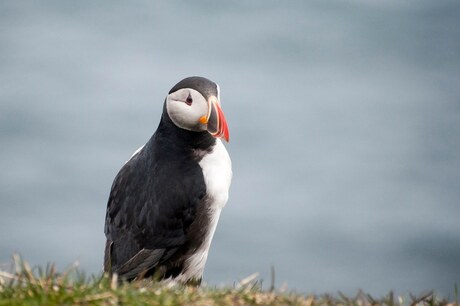 Puffin