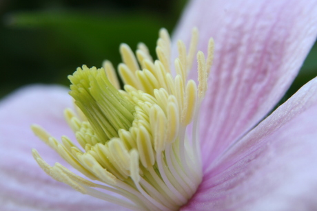 Clematis
