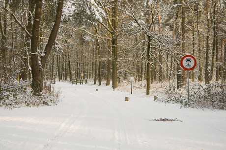 winter in het bos