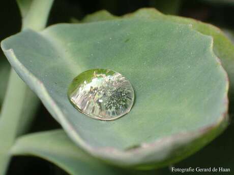 Waterdruppel op blad