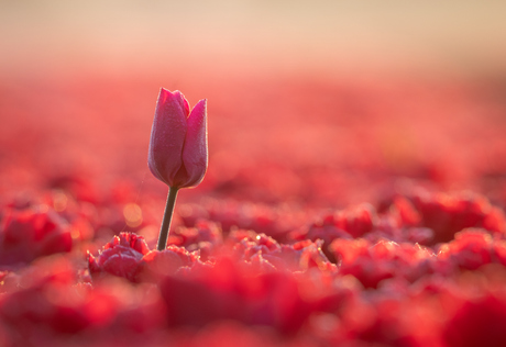 Eenzame tulp