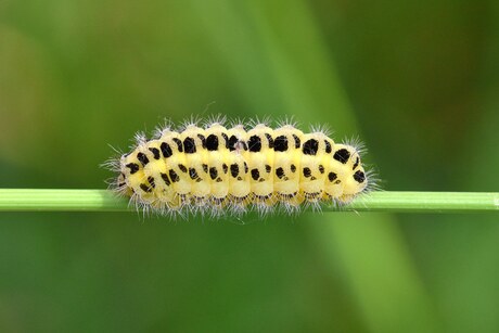 Sint Jacobs vlinder Rups