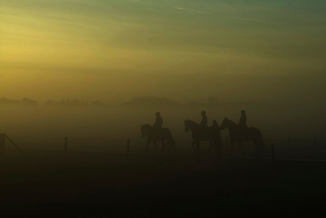 Paarden bij zonsondergang