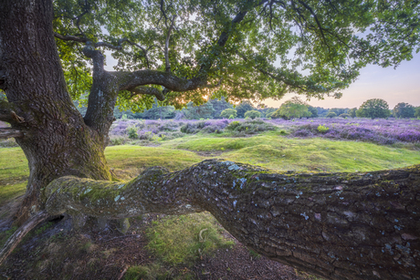 Heide perspectief