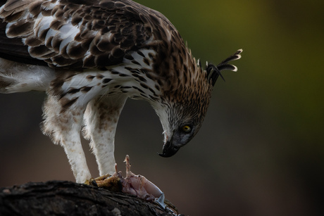 Crested hawk eagle in Sri Lanka