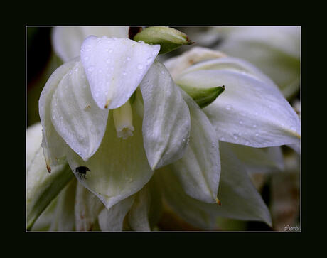 yucca smalliana