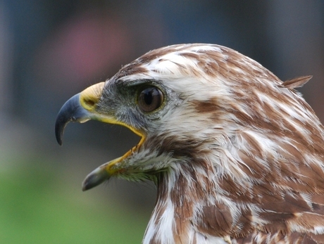 buizerd 2