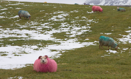 schapen met kleur-0727.jpg