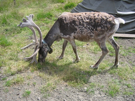 Rendier, Noorwegen