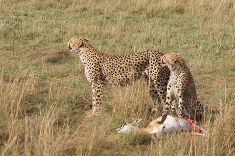 cheetah's met prooi
