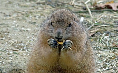 Om op te eten.