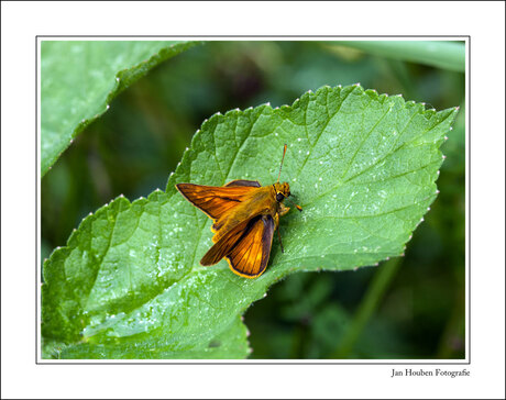 Ochlodes venatus - Groot dikkopje