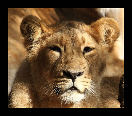 jonge leeuw (3)