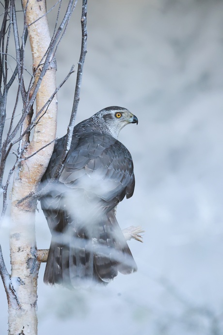 Goshawk, a winters tale