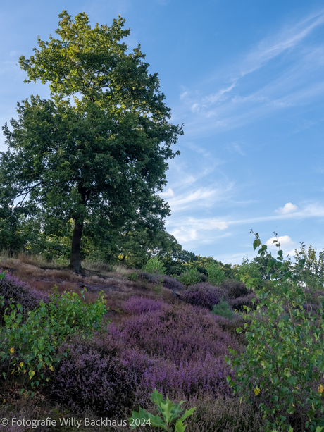 Hatertse vennen