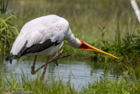 Vogels op zijn mooist