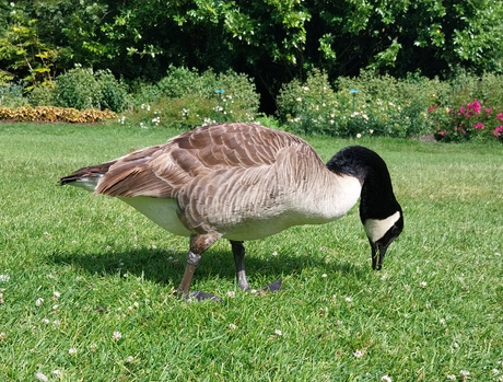 Canadese gans 