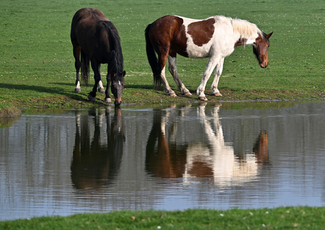 Spiegeling van de Lente