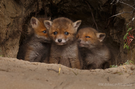 Jonge vosjes
