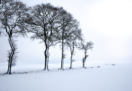 Bomen in de winter