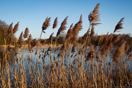 Bevroren meer